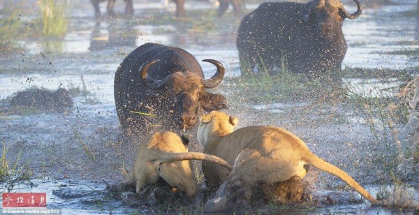  埃弗顿深陷降级泥潭，戴奇带队七轮仅取四分形势危急  